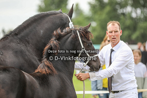 Rubriek 2 merrieveulens