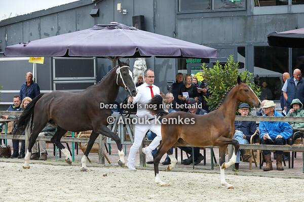 22 - Vince SS ( Norbert FS x Plains Liberator )