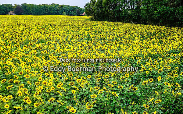 Zonnebloemveld Vorden ( 03.10.2025 )