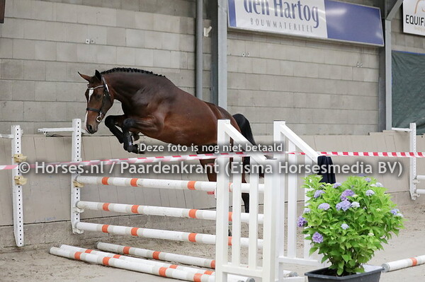 6 Pays Bas VDP (Eldorado van de Zeshoek x Cornet Obolensky)