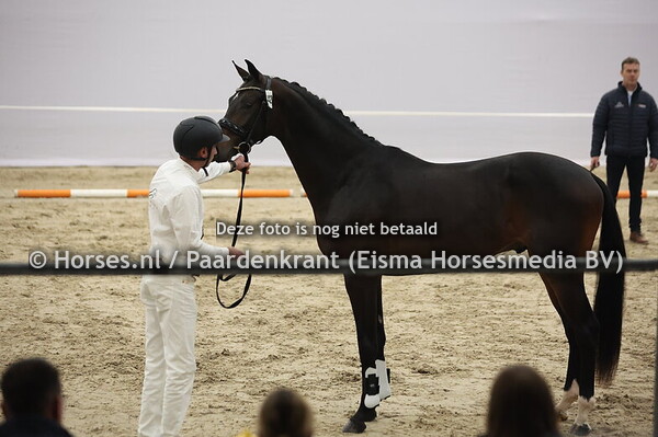 442 (Mauro Turfhorst x Jacorde)