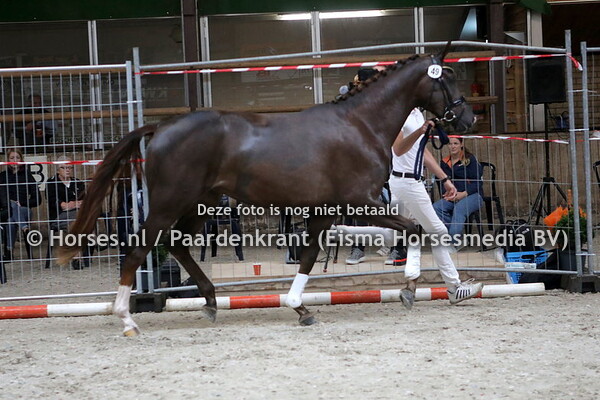 49 Madonna van't Hooghekke (Beliimo x Lois Lane v. Furst Romancier)