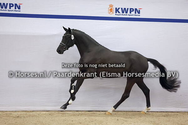 521 (Total McLaren x Charmeur)