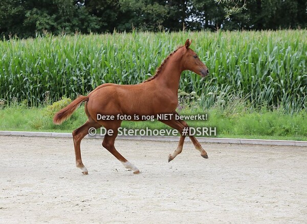 BWP Fokkerijdag Geel 29 juli 2023