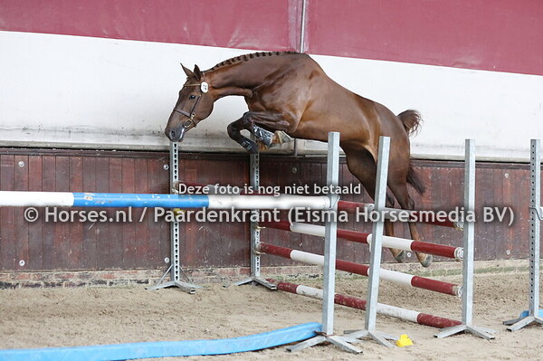 14 Nique H&H (I am Codex x Chique HBC v. Numero Uno) (1)