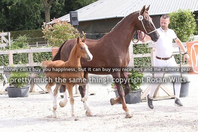 HTNCK25 veulens merries