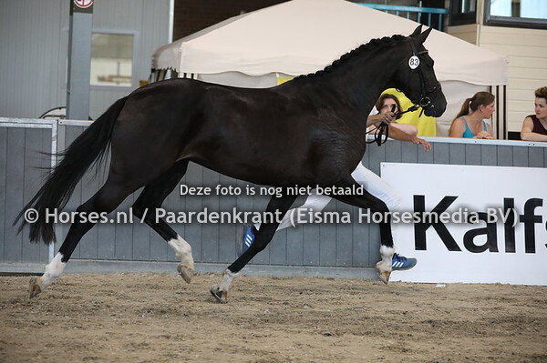 83 L'Amour (Danciano x J'Adore van de Vogelzang v. Quaterback)