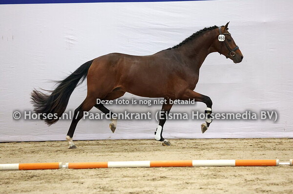 543 (My Blue Hors Santiano x Riccone)