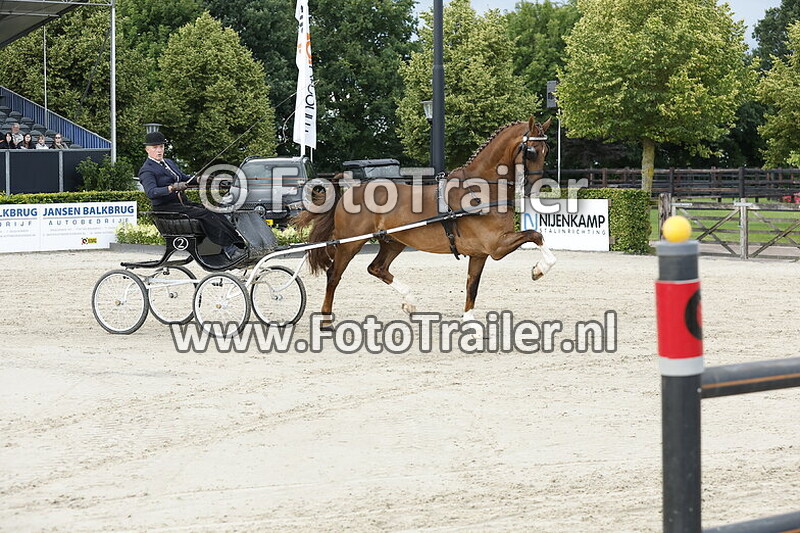 tuigpaarden ere klasse