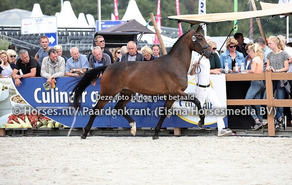 206 La Morka (Glock's Toto jr x Fifth Avenue BCN v, Romanov Blue Hors) (1)