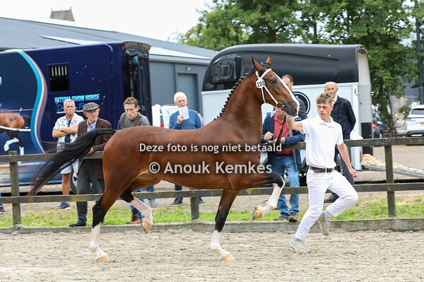 Selony W ( Macho x Waterman ) 