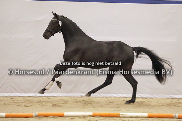 527 Rolex (Totilas x Frits rava v. Lord Leartherdale)