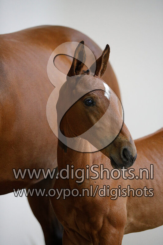 Unbreakable van het Gerendal Z v. Untouched