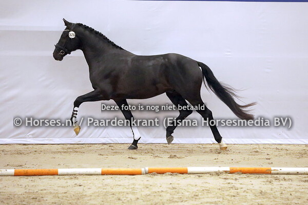 526 Rembrandt (Totilas x Zandora v. Jazz)