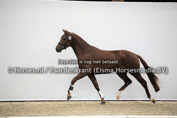 435 Noccio (Glock's Flavio x Helena v. Don Tango)