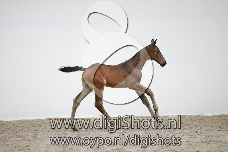 Orion v. Fuerst Jazz