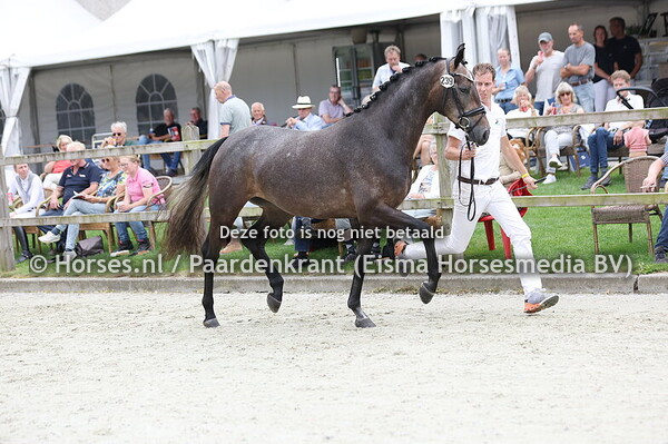 239 Silkatuishka (Fynch Hatton x Katusha v. Ebony)