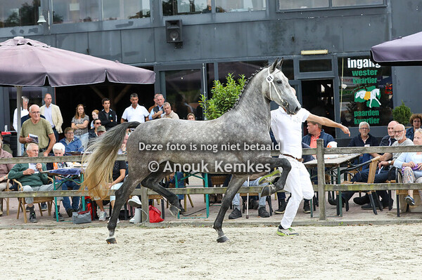 61 - Silvia ( Magnifiek x Patijn ) 