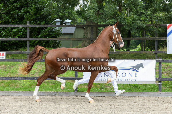 Sambal  ( Macho x Eebert )