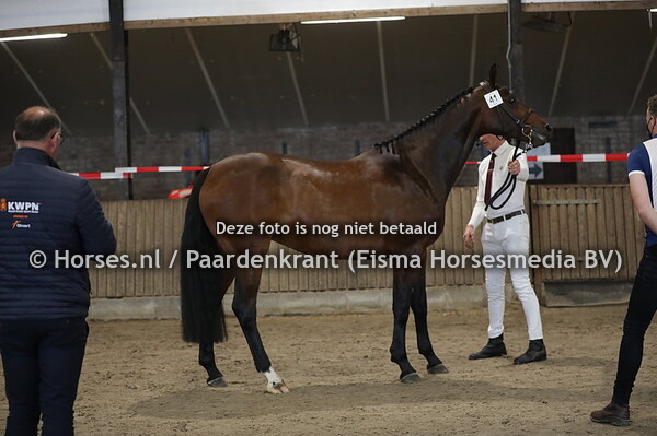 41 Honora (Eldorado van de Zeshoek x Olga v. Corleone)
