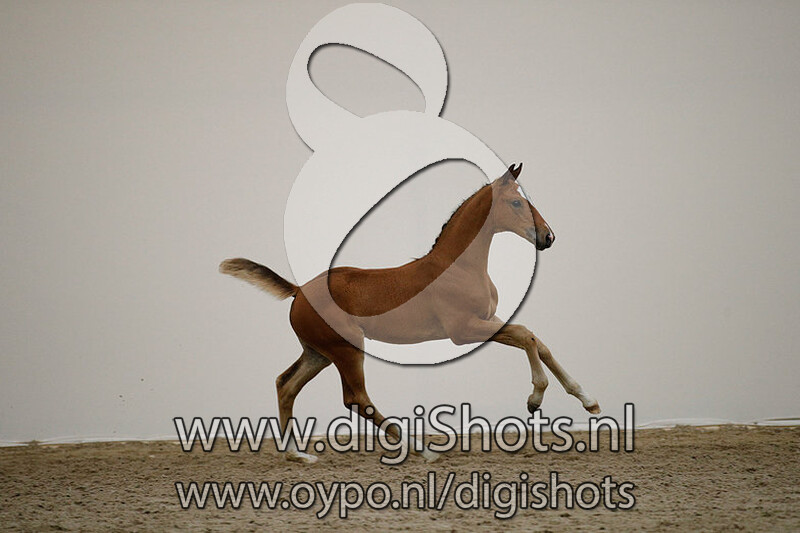 Osaka van de Hagenhorst v. Casago