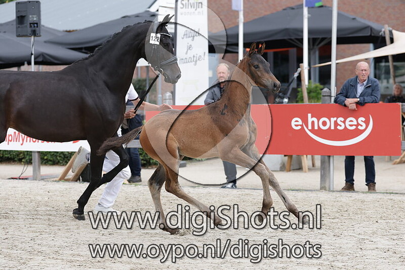 Valeryon H v. Dutch Dream