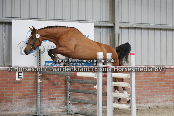 1 Polaris (Tangelo van de Zuuthoeve x Zanna v. Lordano)