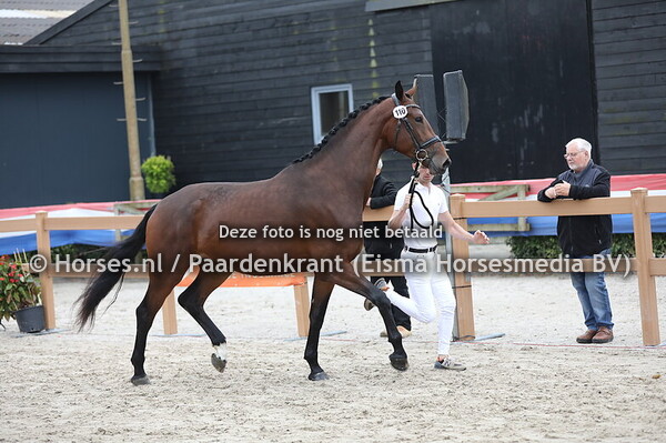 110 Royal Dancer van de Selevia Hoeve