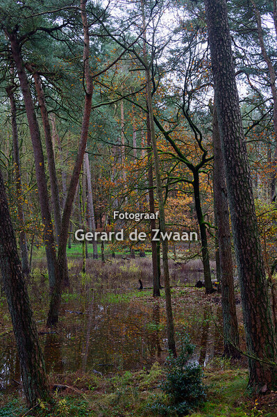 Leuvenumse bos 16-11-2025