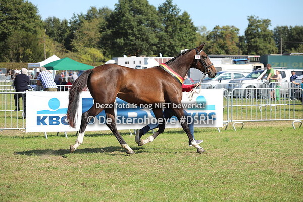 8.Jeugdkampioenschap springen