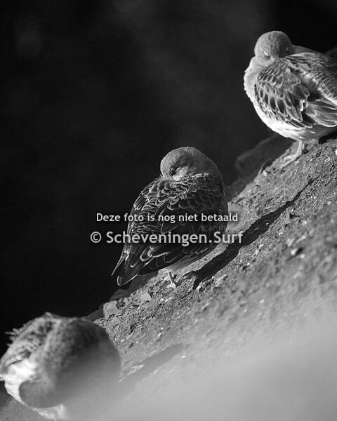 28 November 2024 De Zuid