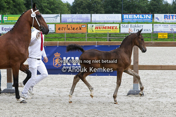 014 - UROLA IDOL X ATLEET W.N. ZWAMA, DOEZUM