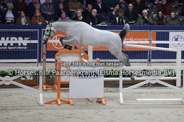 25 Charger Blue SW (Chacoon Blue x Excellenta C v. Heartbreaker) (1)