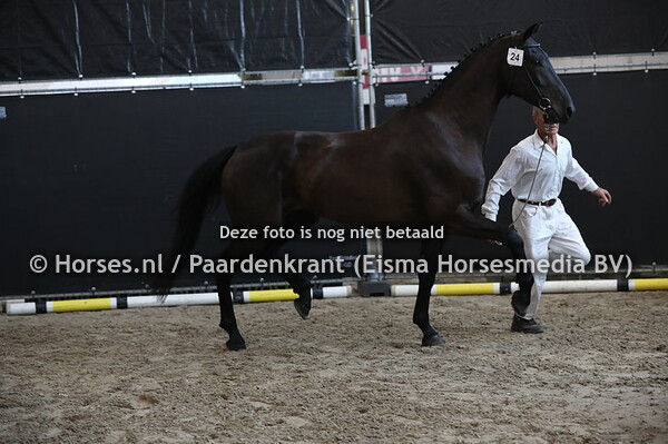 24 Kosmos Black (Glamourdale x Unicorn v. Jazz) (1)