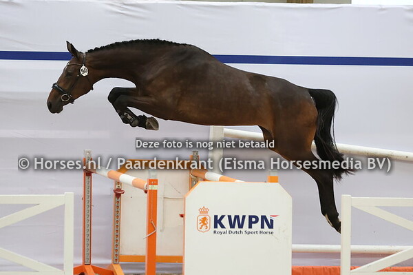 56 Rocket Lady (Check x Gina v. Graf Top)