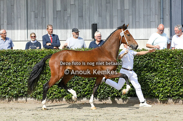 Simone GSM ( Neon GSM x Atleet )