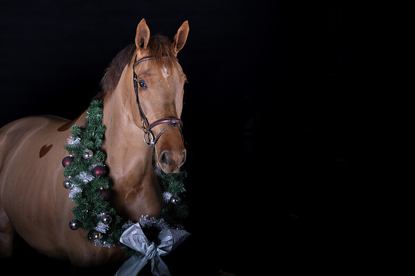 kerst 2024 Paarden