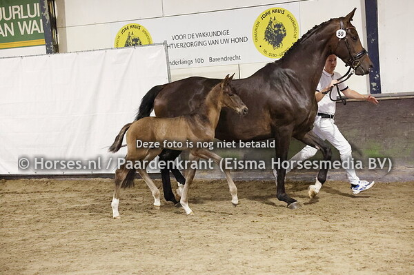 59 Uffel (Indian Rock x Ghanaica v. Charmeur)