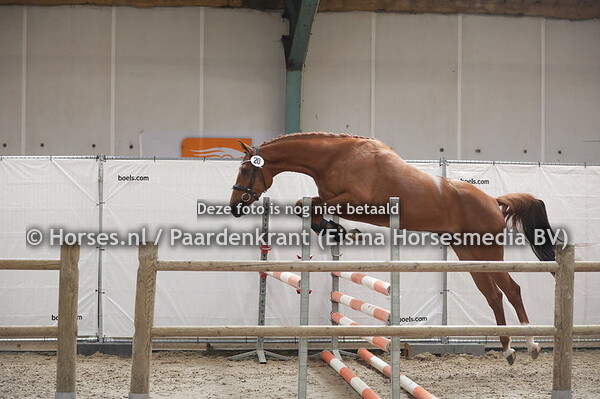 20 Molieone Contendro II x Olieone v. Zuidhorn)