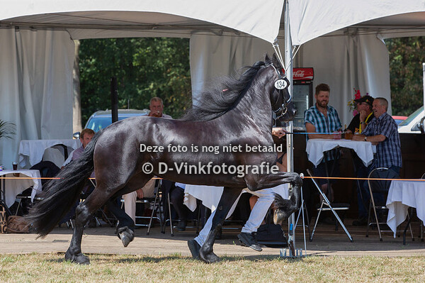 Premiekeuring stermerries 4 - 6 jaar