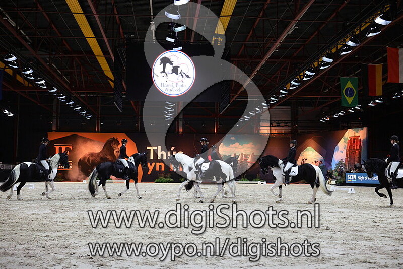 Barock Pinto Studbook