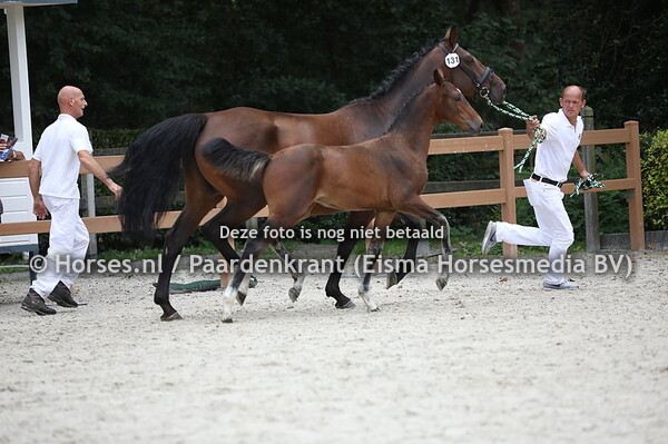 131 Oakland CLK (Illusion x Joytessa v. Etoulon)