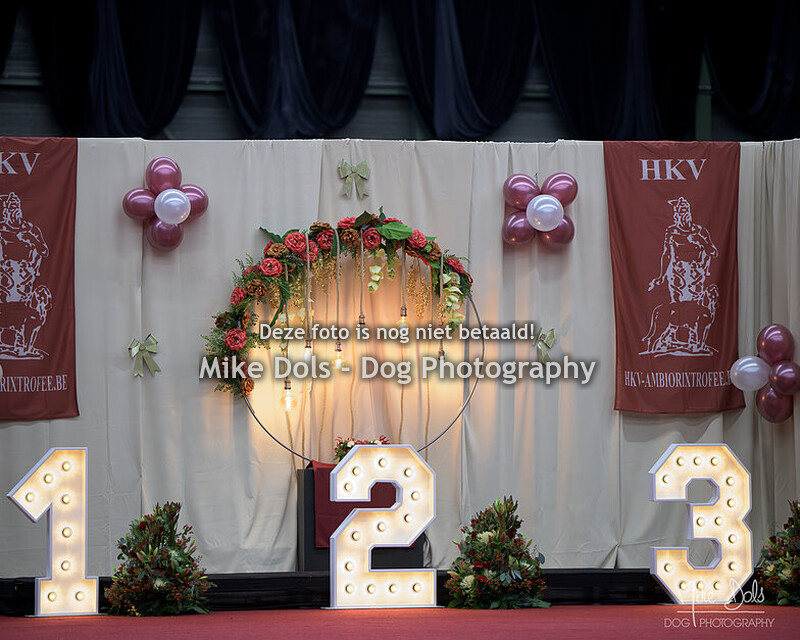 Dogshow Genk Zaterdag