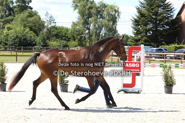 4. Vrouwelijke driejarigen dressuur