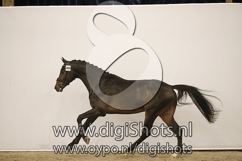 My First Romance van de Edcohoeve V. Governor