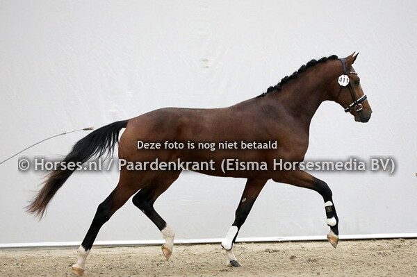 411 Naresh (Franklin x Zabarina v. Jazz)