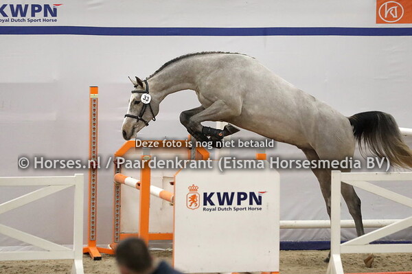 33 Rowwen Heze (Charlie la Loi x Mavella v. Twisther)