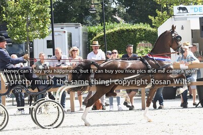 9jr en oudere fokmerries in tuig 