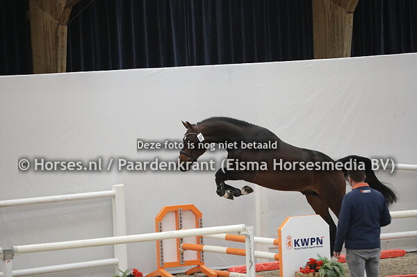 67 Number One (Diamant de Semilly x Wucinda v. Heartbreaker)