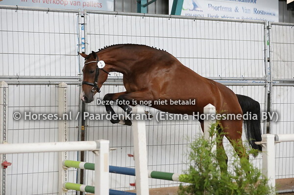 3 Pandora Dubai (Tangelo van de Zuuthoeve x Dubai Medico v. Cantos)